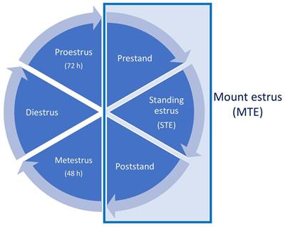 Pilot study investigating estrus length and estrus behavior in Norwegian Red cattle on a commercial dairy farm